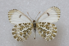 Anthocharis bambusarum