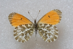 Anthocharis bambusarum