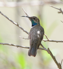 Oreotrochilus estella