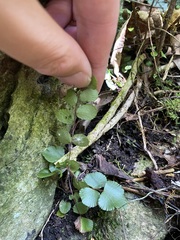 Pellaea rotundifolia