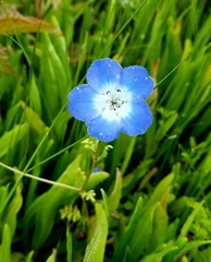 Nemophila