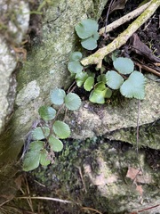 Pellaea rotundifolia