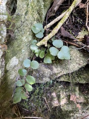 Pellaea rotundifolia