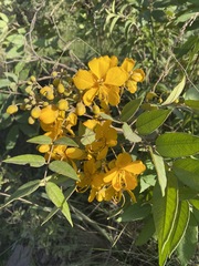 Senna burkartiana