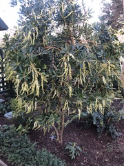 Pieris japonica