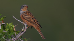 Emberiza caesia