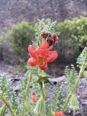 Caiophora chuquitensis