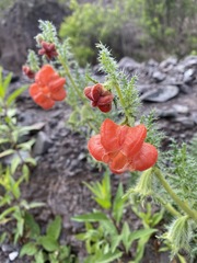 Caiophora chuquitensis