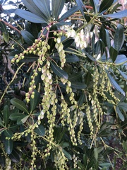 Pieris japonica