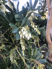 Pieris japonica