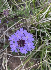Glandularia subincana