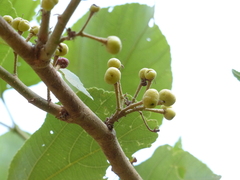 Grewia tiliifolia