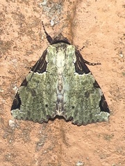 Stibaera