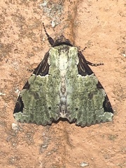 Stibaera