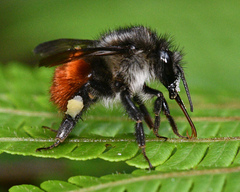 Bombus excellens