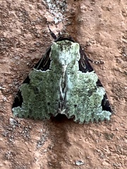 Stibaera