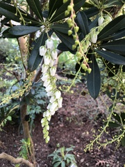 Pieris japonica