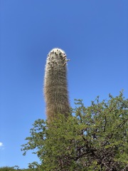 Trichocereus atacamensis