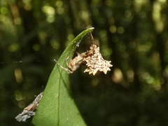 Micrathena horrida