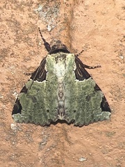 Stibaera
