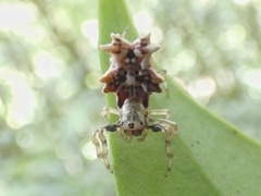 Micrathena horrida