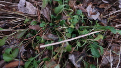 Packera obovata