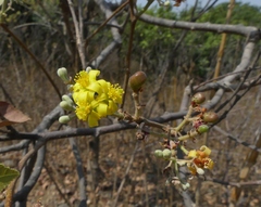 Grewia tiliifolia