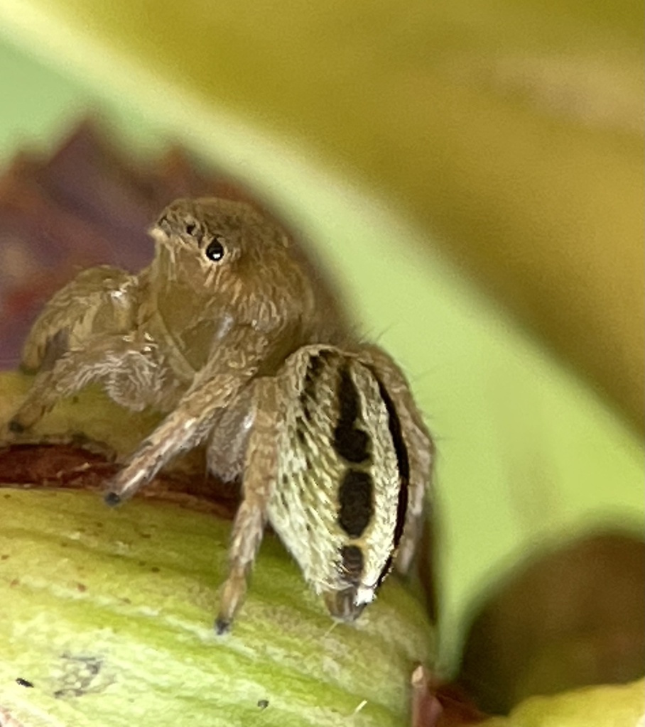 White Garland House Hopper from Boundary Tk E, Frankston South, VIC, AU on January 23, 2023 at