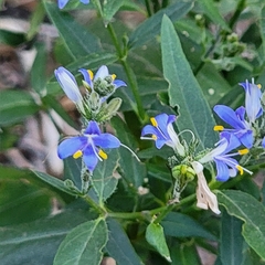 Carlowrightia parviflora