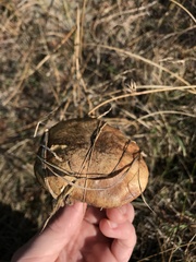 Suillus pseudobrevipes