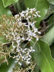 Olearia avicenniifolia