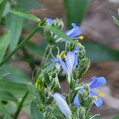 Carlowrightia parviflora
