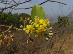 Grewia tiliifolia