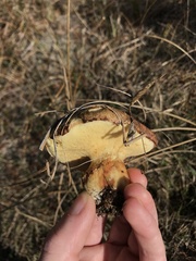 Suillus pseudobrevipes