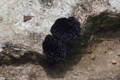 Cycloglypha thrasibulus