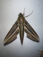 Xylophanes titana