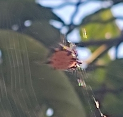 Gasteracantha cancriformis