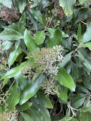 Olearia avicenniifolia