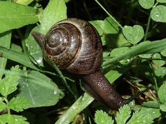 Portugala inchoata