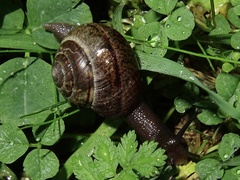 Portugala inchoata