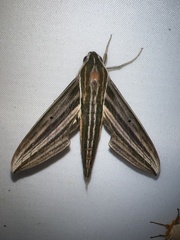 Xylophanes titana