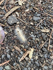 Trichiocercus sparshalli