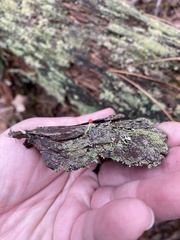 Cladonia macilenta