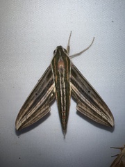 Xylophanes titana