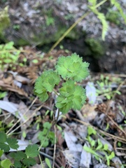 Thalictrum fendleri
