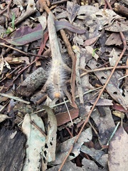 Trichiocercus sparshalli