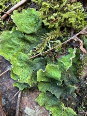 Peltigera britannica