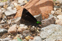 Gorgopas chlorocephala