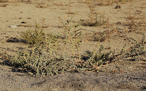 Saltscale (Atriplex serenana)