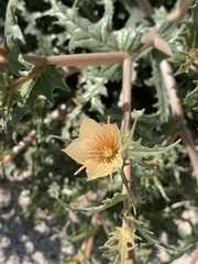 Mentzelia hirsutissima